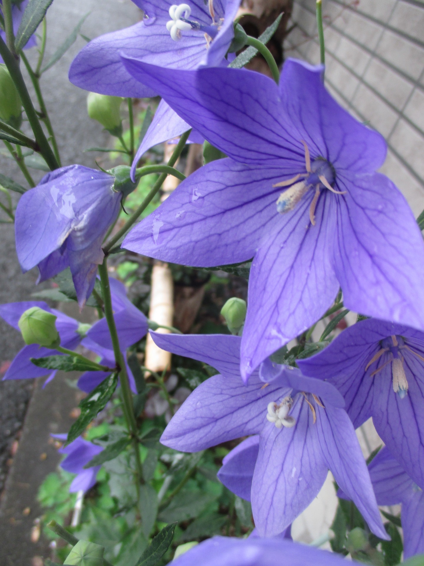 夏の花なれど秋の七草 桔梗は涼し ひとり浮草日記