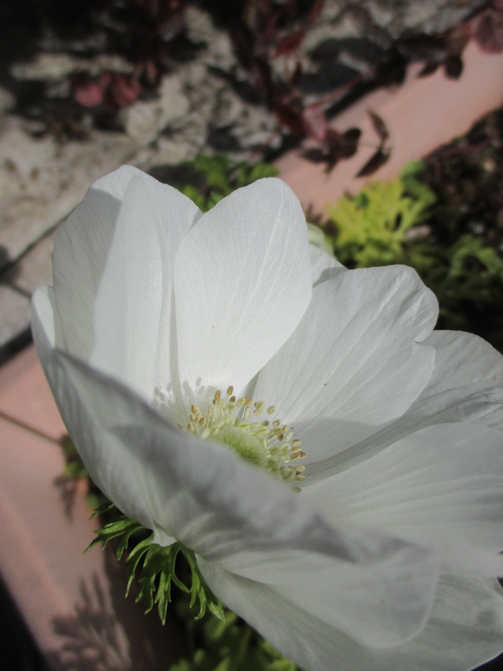 IMG_0801.JPG