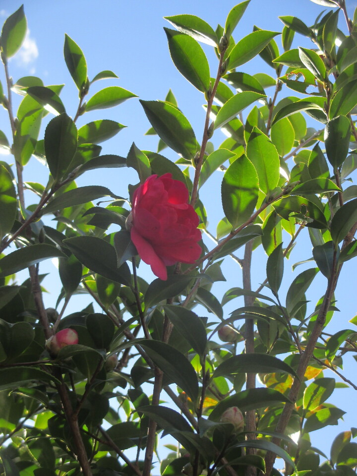 IMG_5086.JPG