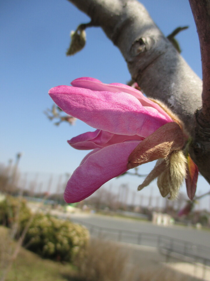 IMG_5455.JPG